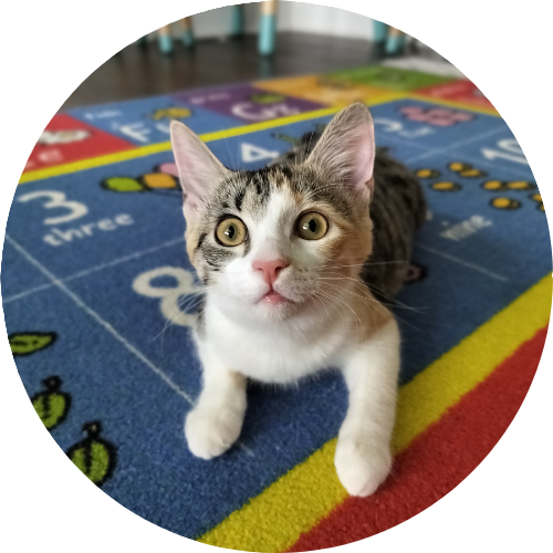mochi